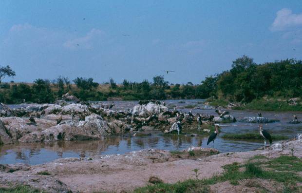 mara-river-after-the-wbeest-crossing