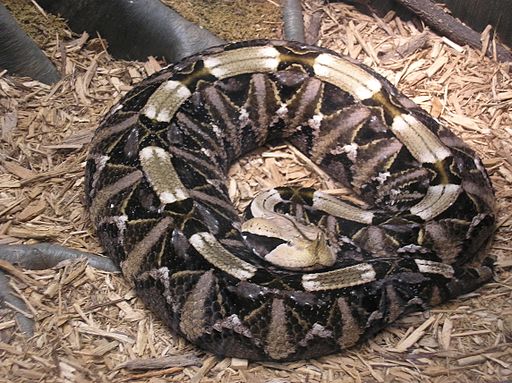 Gabon_Viper_P9240109