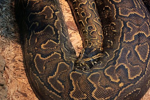 Gfp-african-rock-python