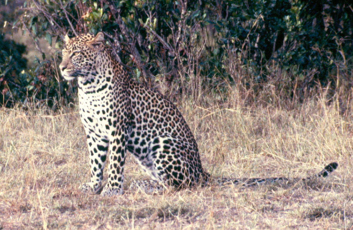 Leopard M mara sitting cropped copy