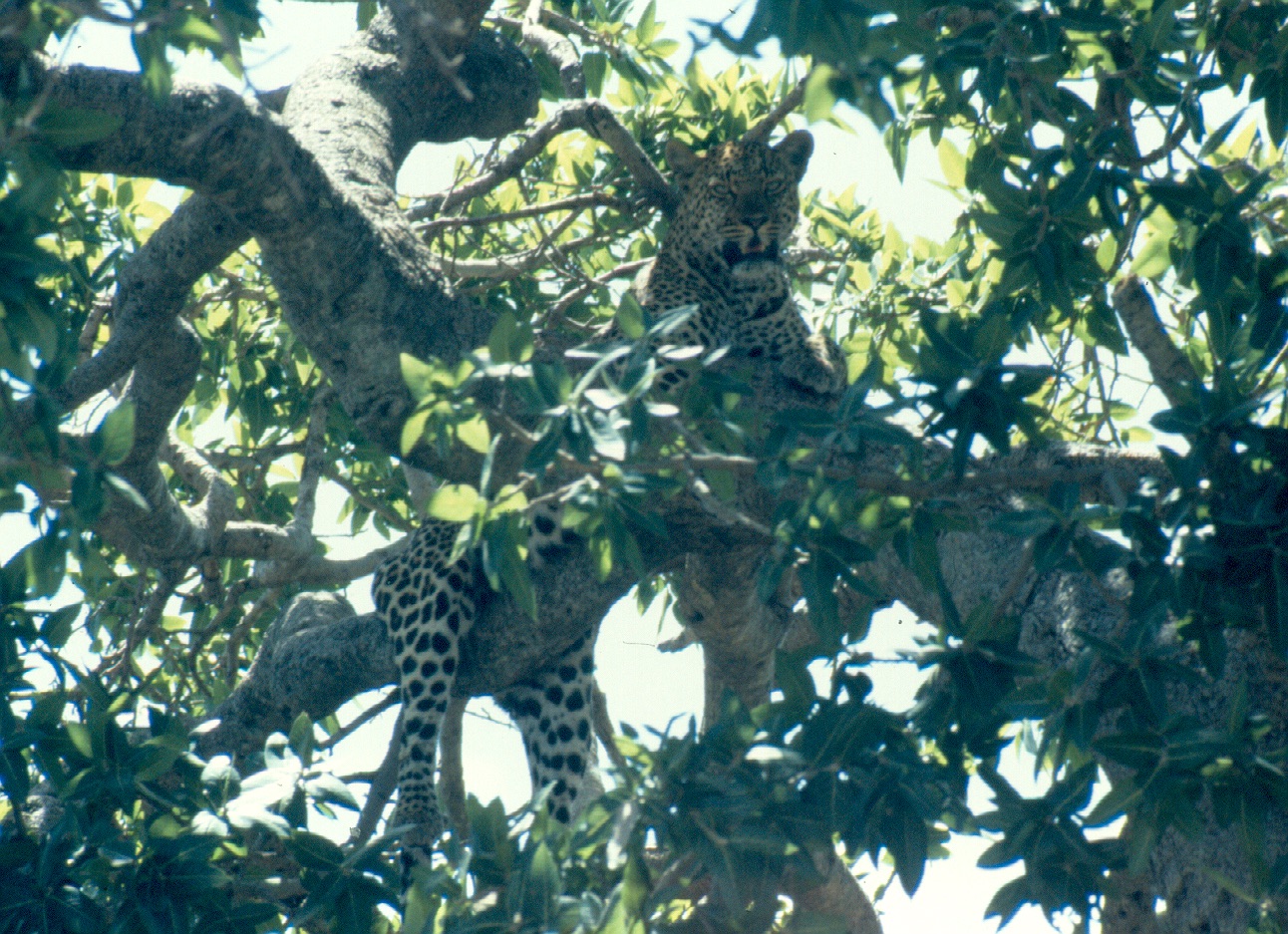 Leopard M mara tree copy