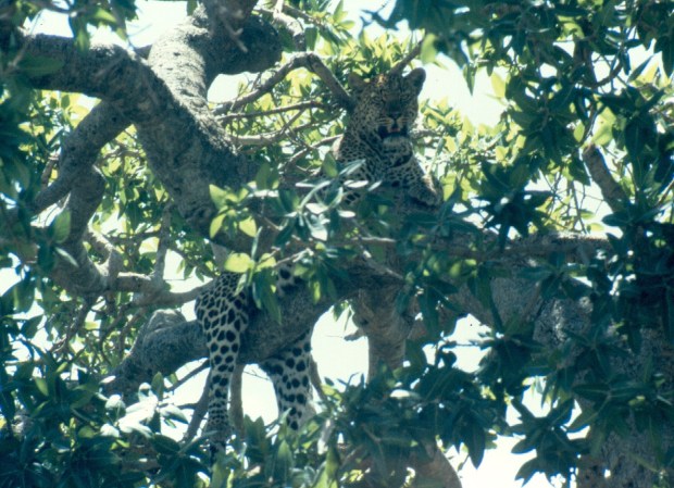 Leopard M mara tree copy