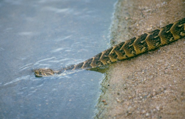 Puff adder Sand river camp m mara copy
