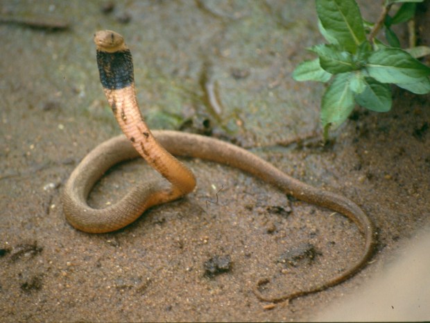 spitting cobra b wackers copy