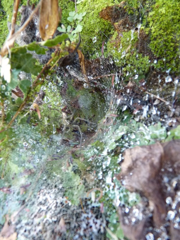 Spot spider revealed copy