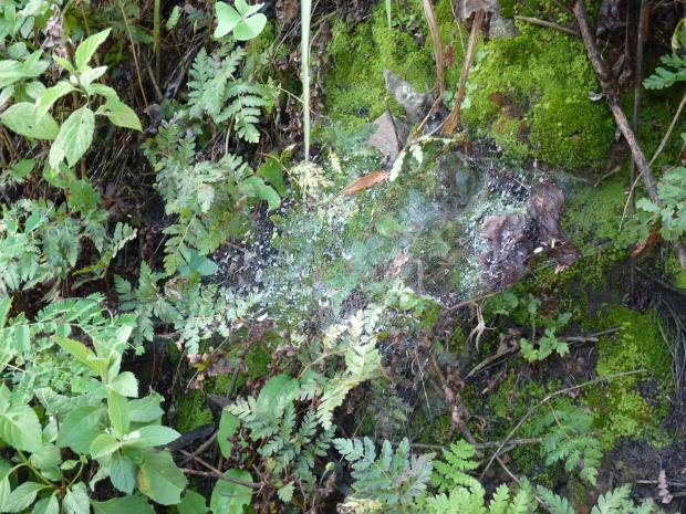 Spot the spider copy