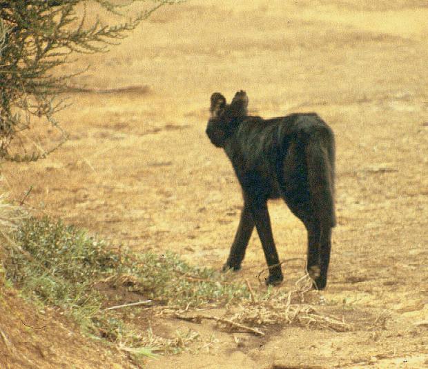 Aberdares mel serval-001