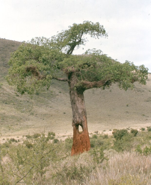 Hollow baobab Tsavo West copy