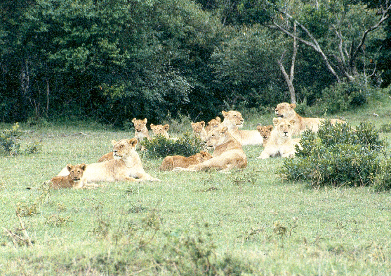 Lion pride M Mara 6.54.19 AM copy