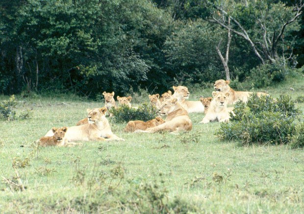 Lion pride M Mara 6.54.19 AM copy