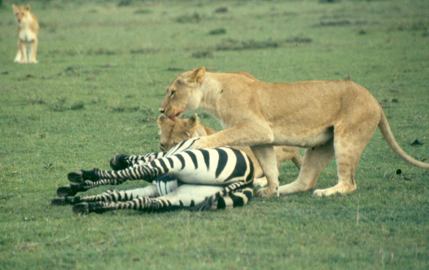 Lions killing zebra m mara 7 copy
