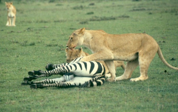 Lions killing zebra m mara 7 copy