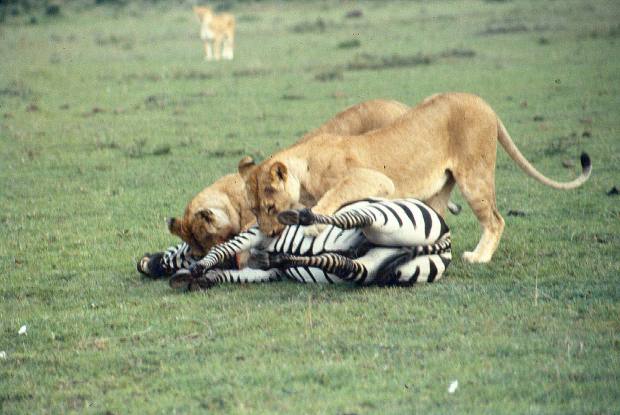 mmara lioness killing zebra 7 copy