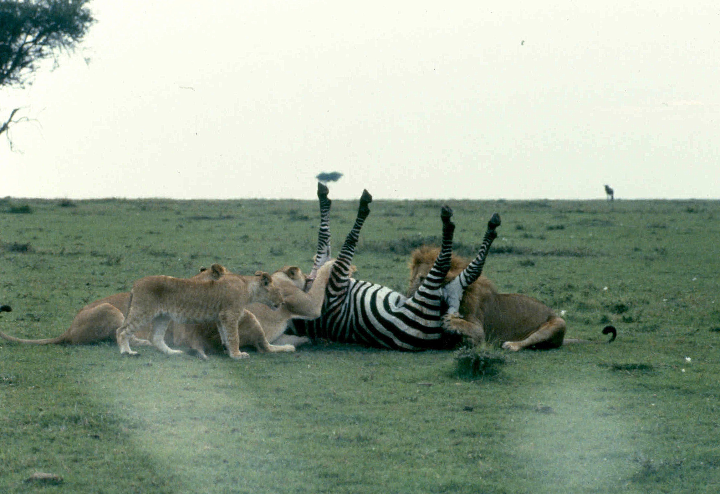 mmara lioness killing zebra best 3 copy