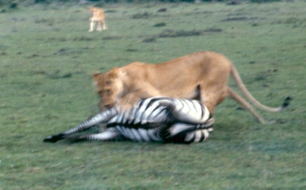 mmara lioness killing zebra copy