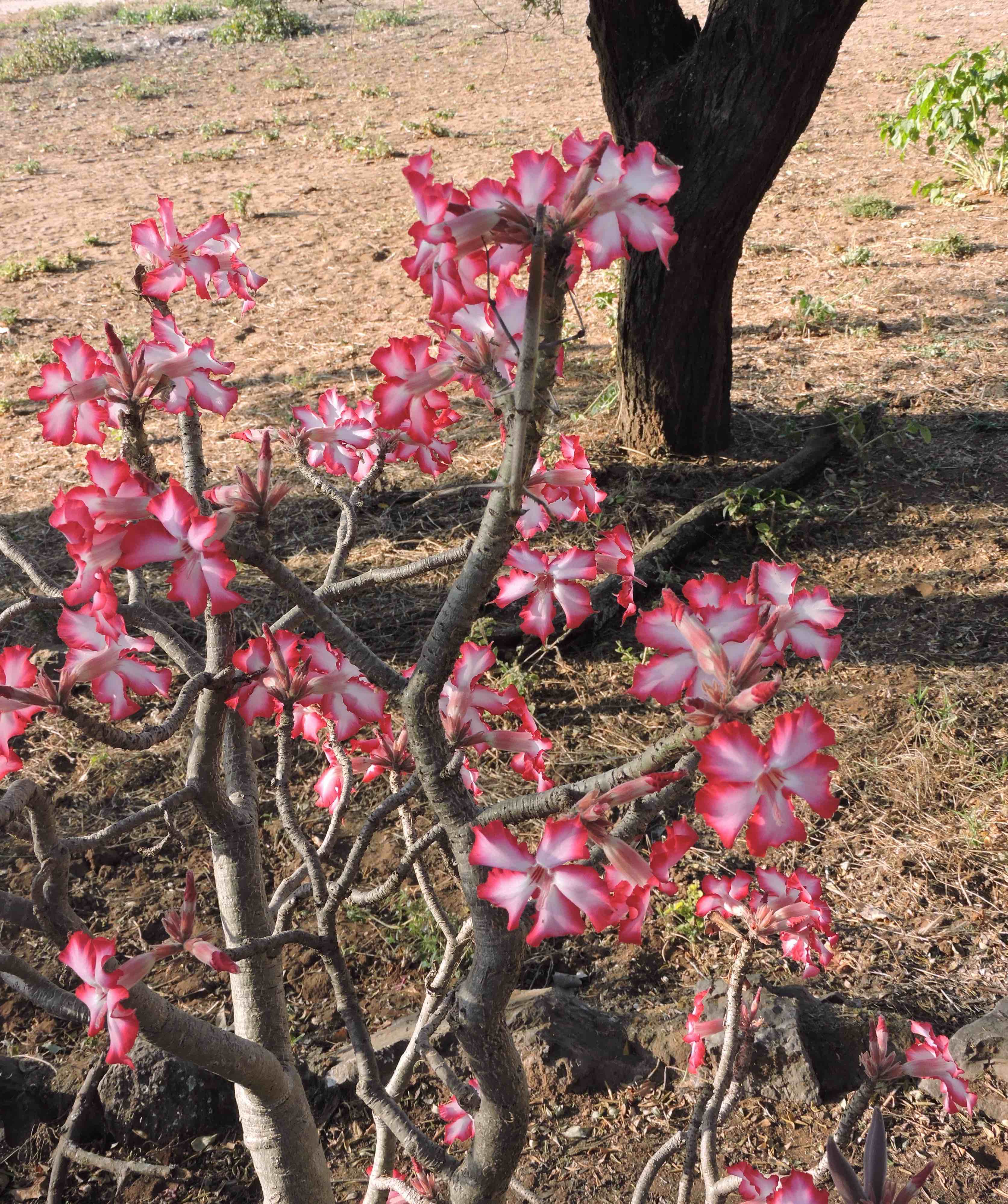 DSCN0237 mant copy 2