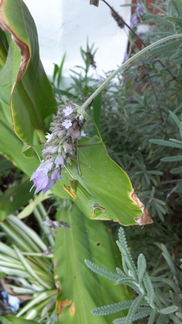 20170424_144133 copy