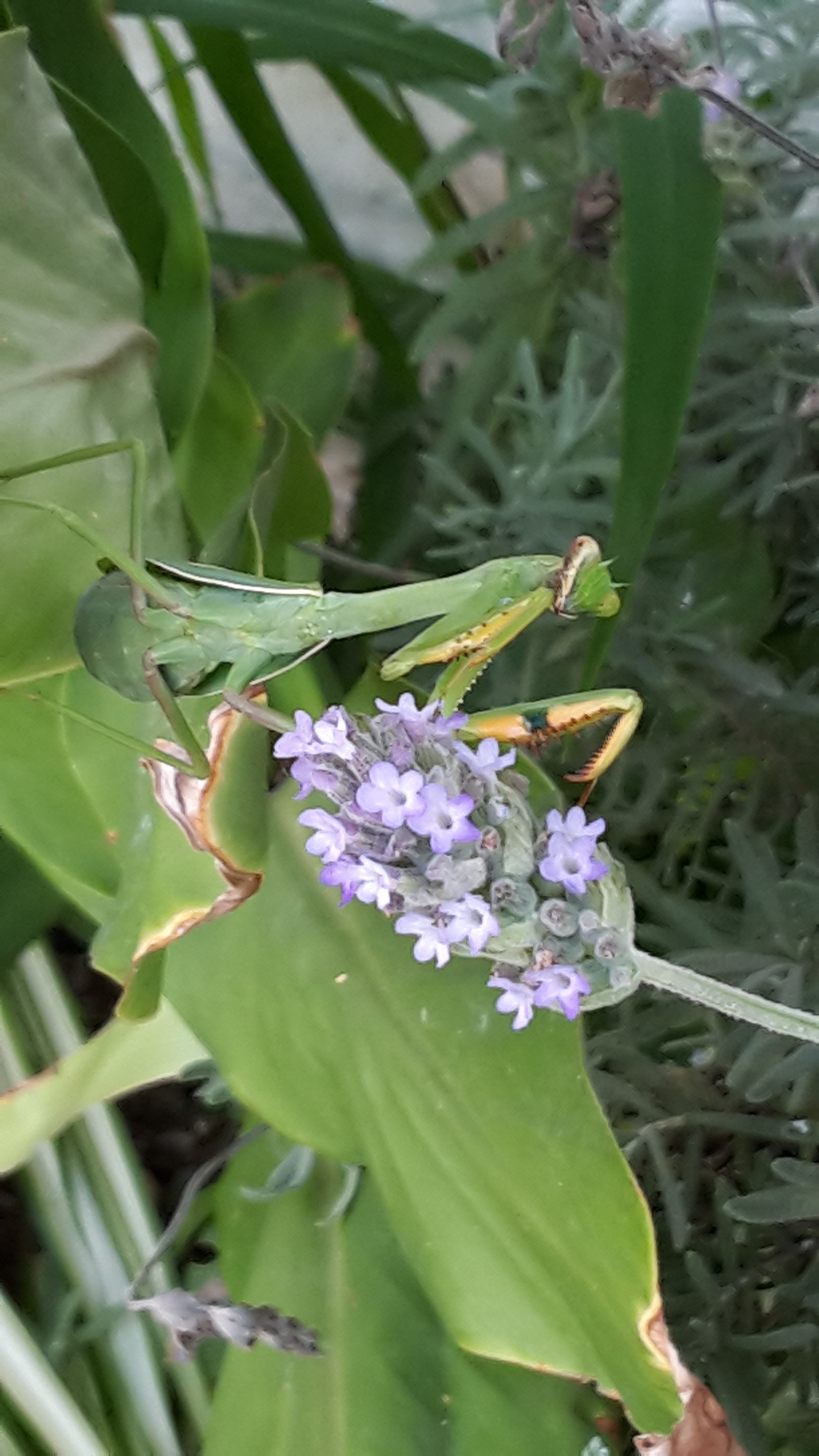 20170424_144542 copy