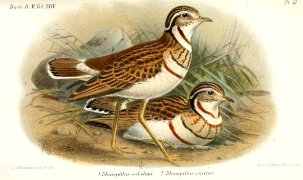 Credit John Gerrard Keulemans [Public domain], via Wikimedia Commons Three-banded coursor