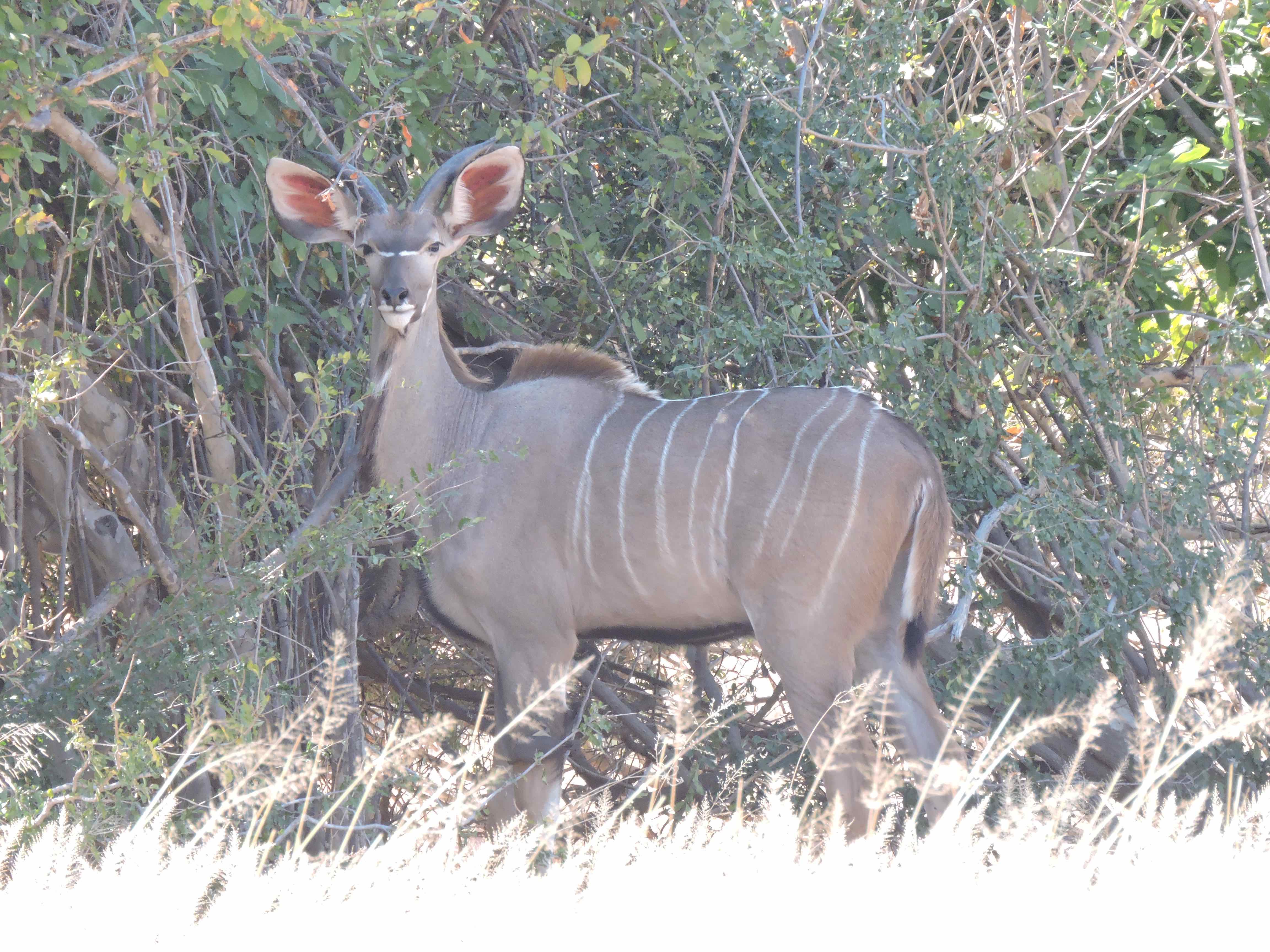 DSCN9925 6.17.49 PM 6.22.07 PM copy.jpg