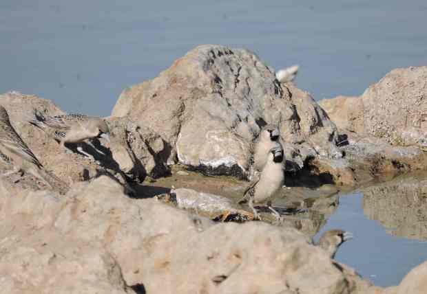 DSCN9929 7.45.54 PM 7.26.43 PM 5.38.50 PM 5.46.19 PM copy