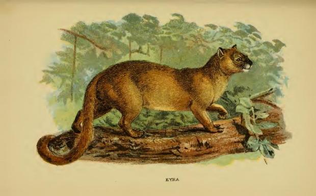 jaguarundi