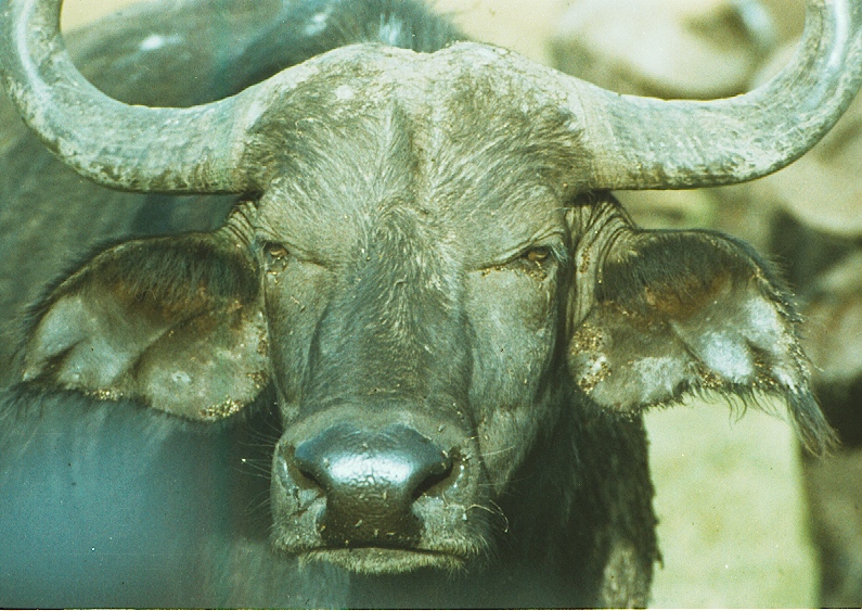 Buffalo with ticks copy