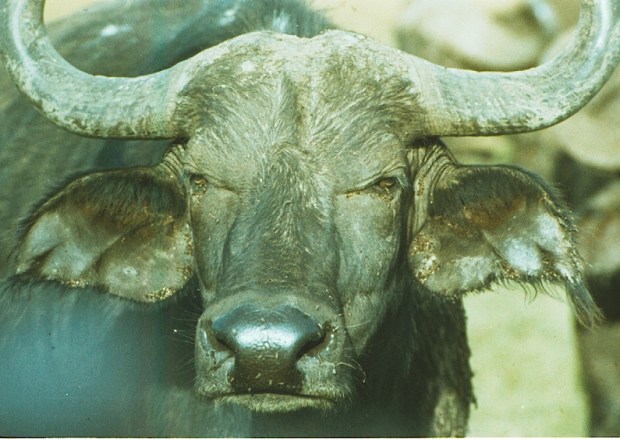 Buffalo with ticks copy