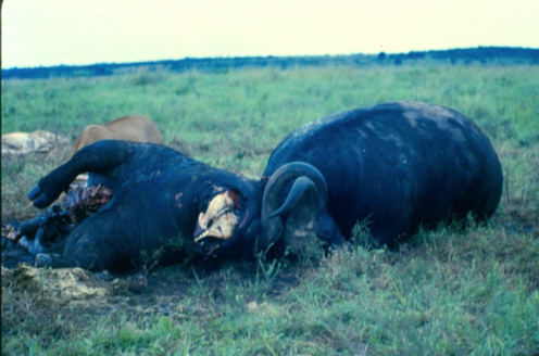 locked buffs cropped