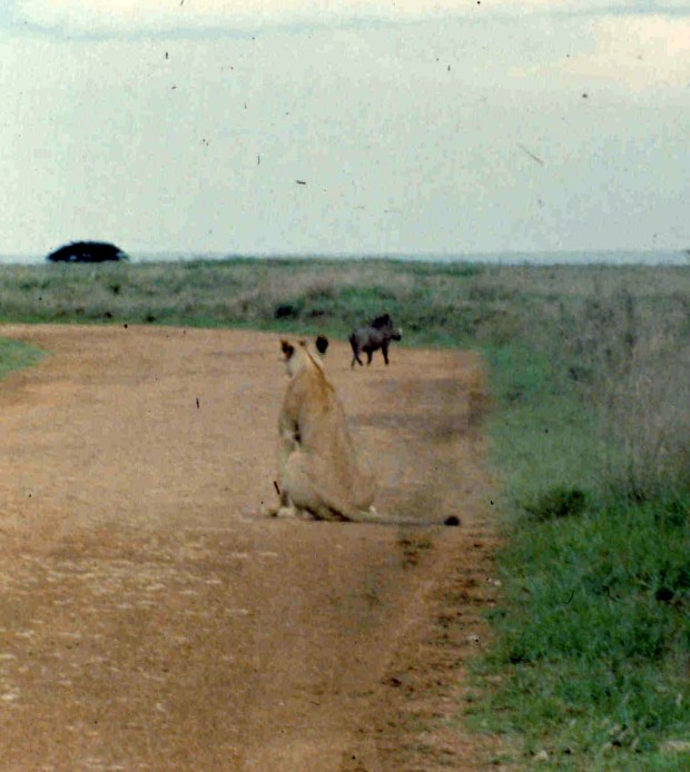 nnp lioness missed wharthog cropped.jpg