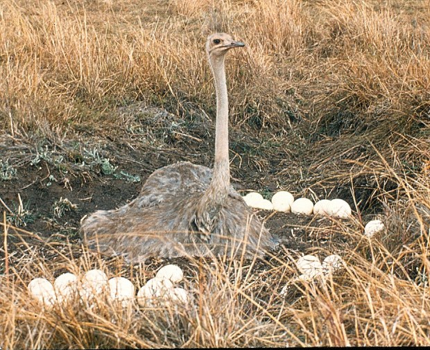 ostrich female 1 cropped.. copy