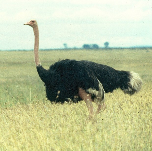 ostrich male copy