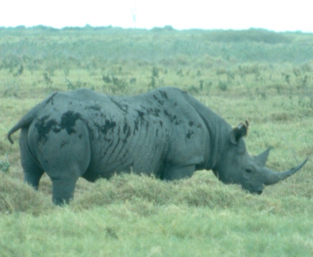 Rhino Amboseli dusty copy