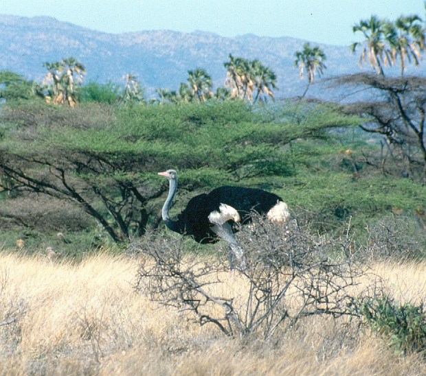 Somali male ostrich Samb np copy