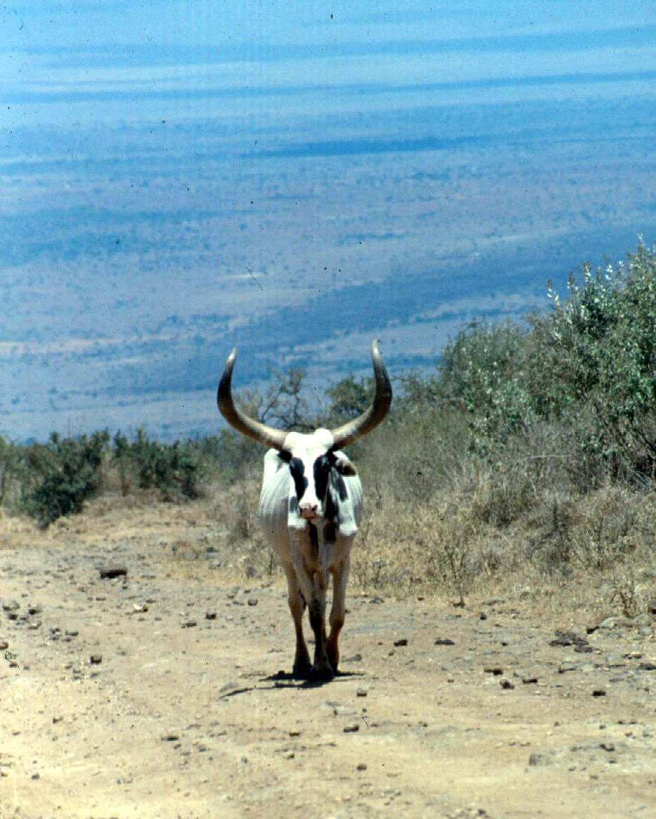 cattle magadi... back road ngong copy