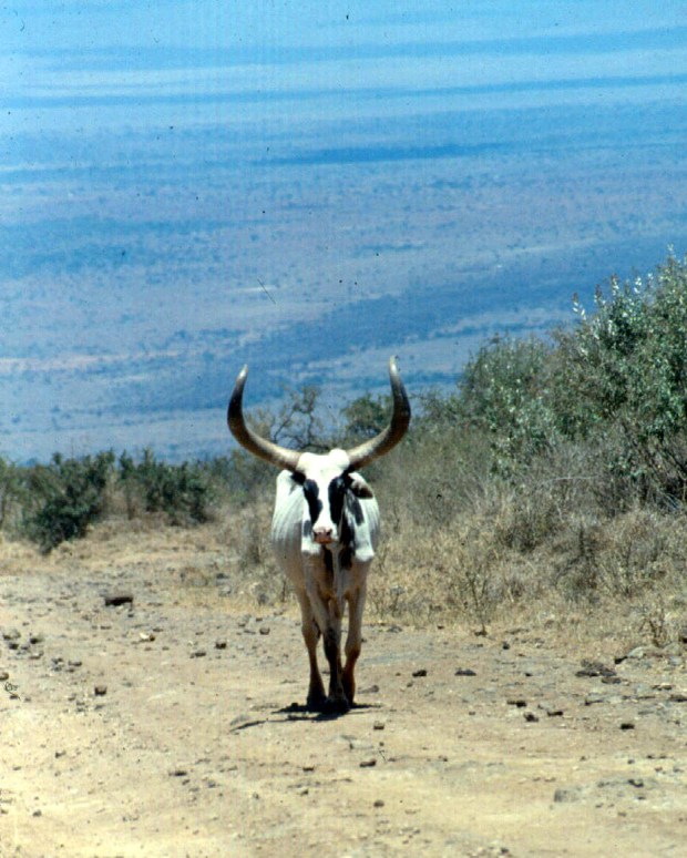 cattle magadi... back road ngong copy