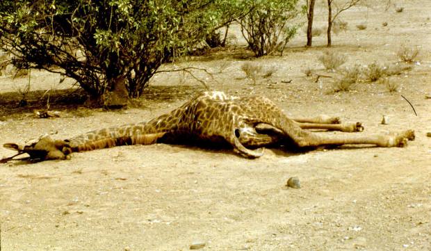 dead giraffe magadi round the lake rd