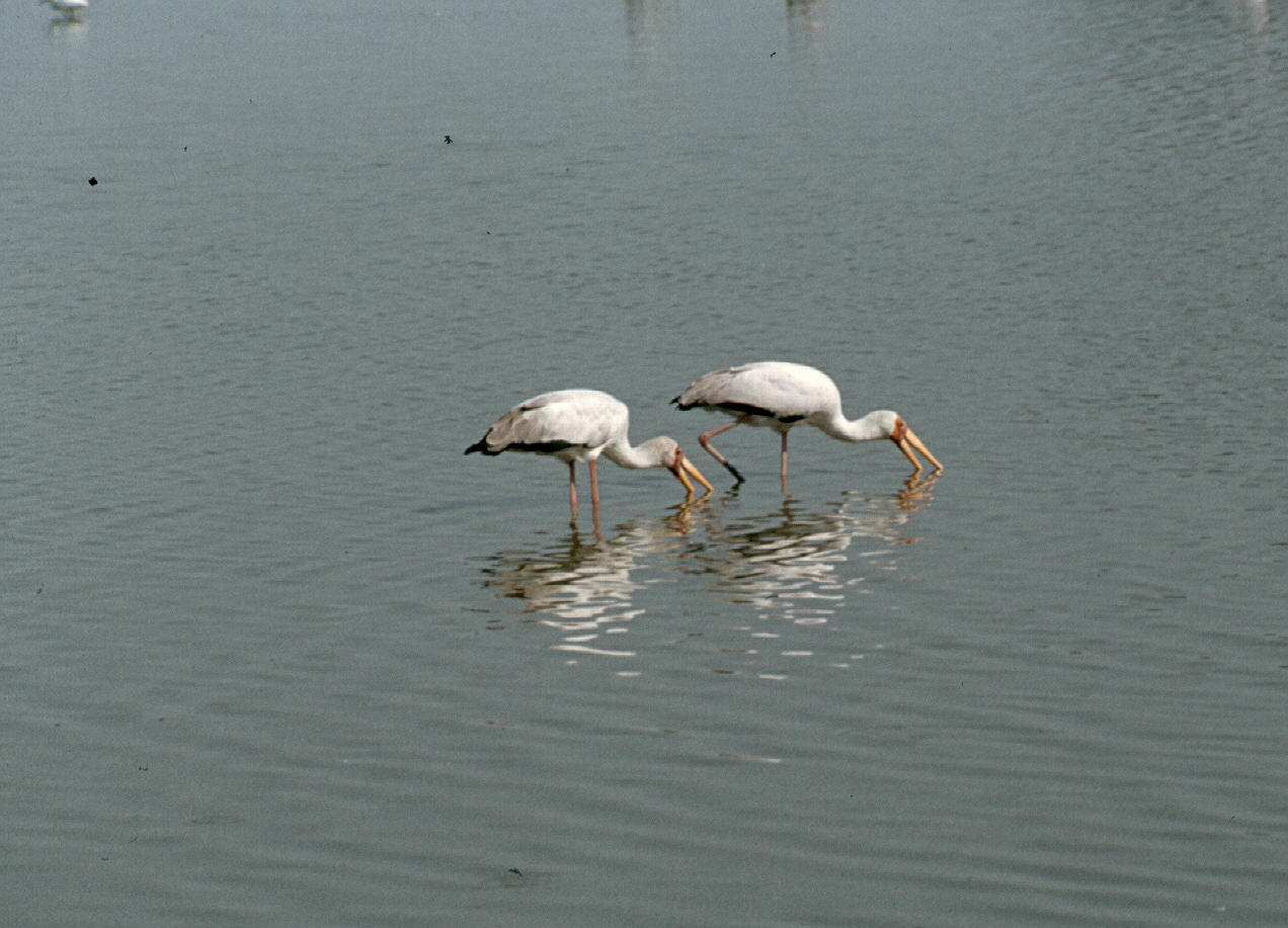 magadi yellow billed storks fishing darkened