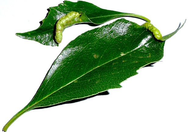 Auranticarpa_Leaf_galls-1-