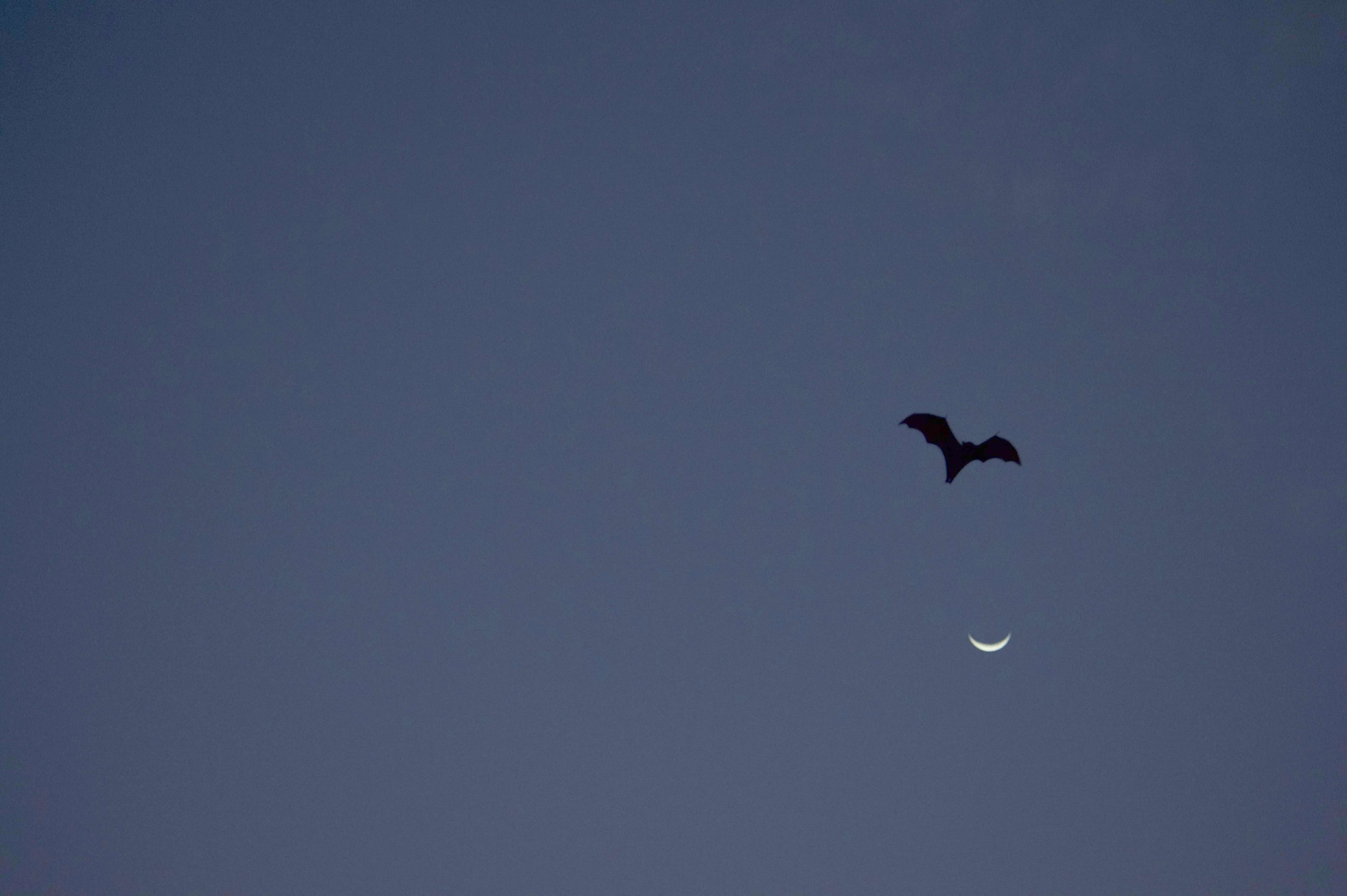 Frank LFC_8273 2 copy