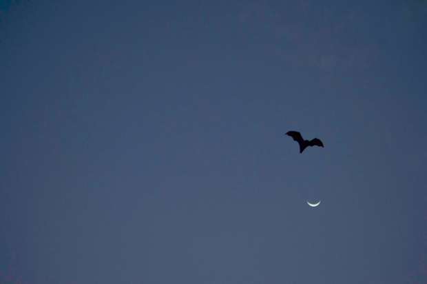 Frank LFC_8273 2 copy