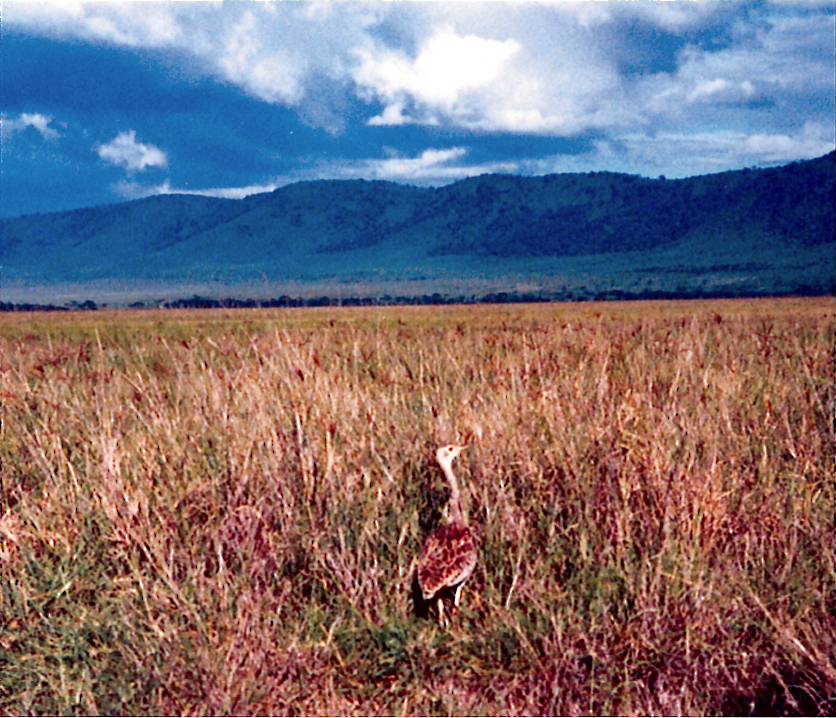 10-TZCraterBustard88mum-2