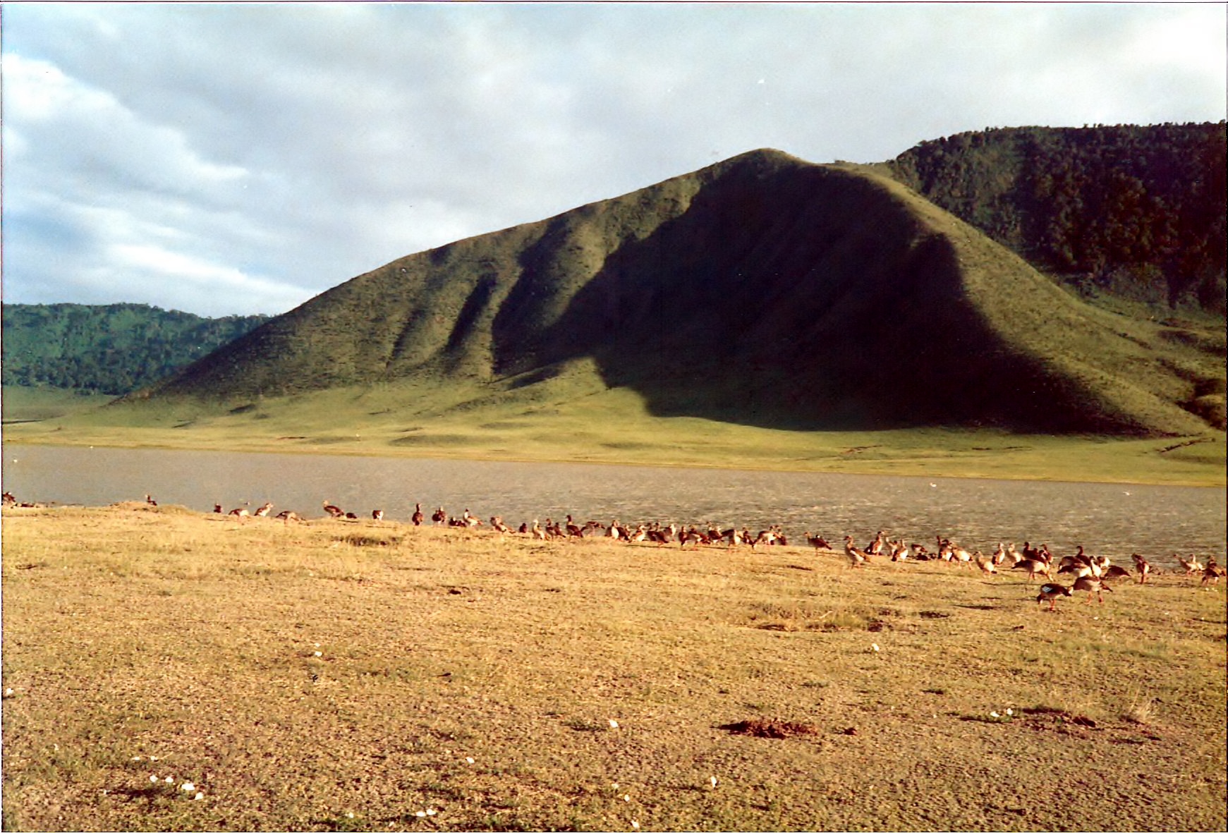 11-TzCraterAegyptianGeese88