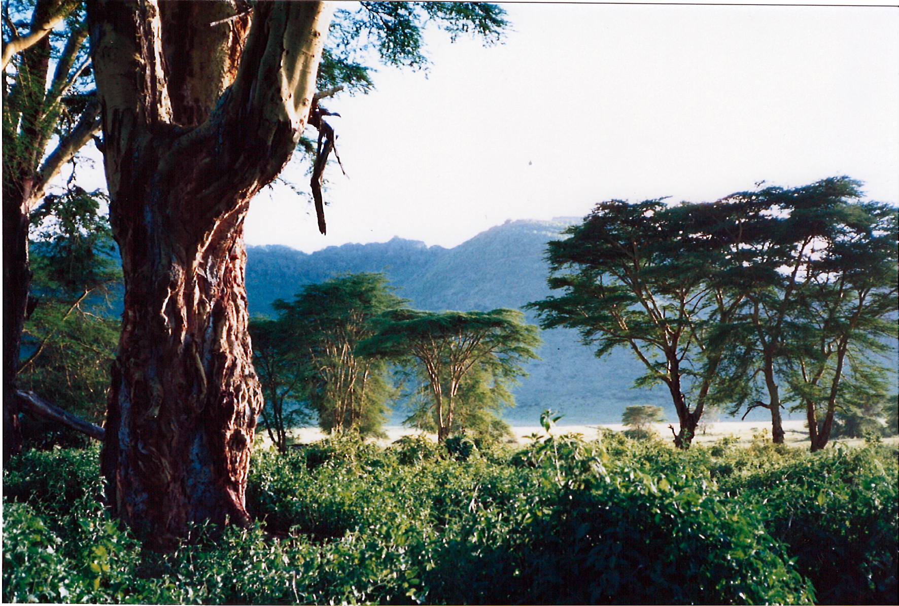 12-TZCraterYellowFever88mum-2b