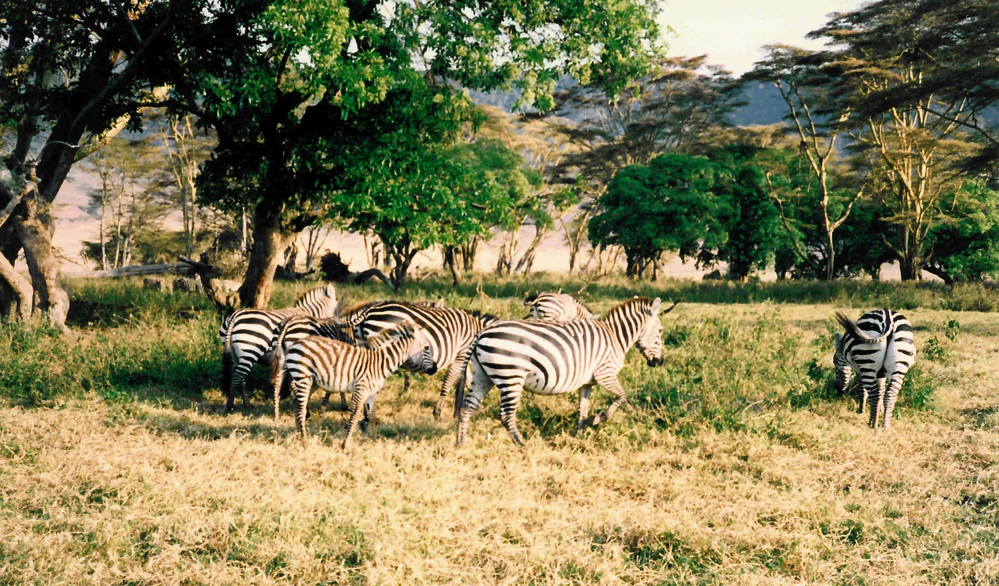 14-TZNgorongoroZebras88 copy