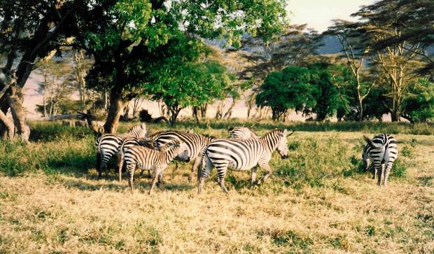 14-TZNgorongoroZebras88 copy