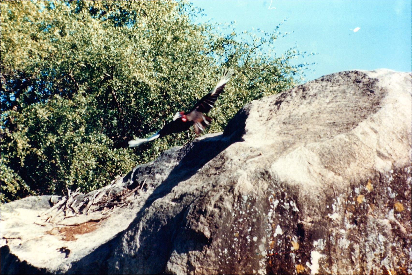 24-TzManyaraHornbill88-JJ