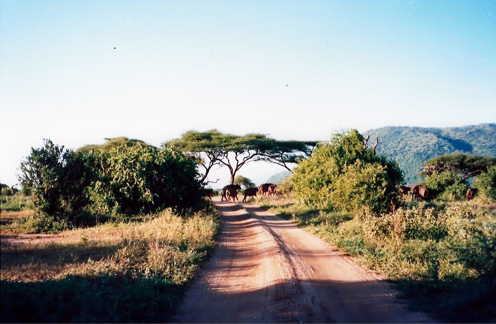 25-TZManyaraMorningBuffalos88mum