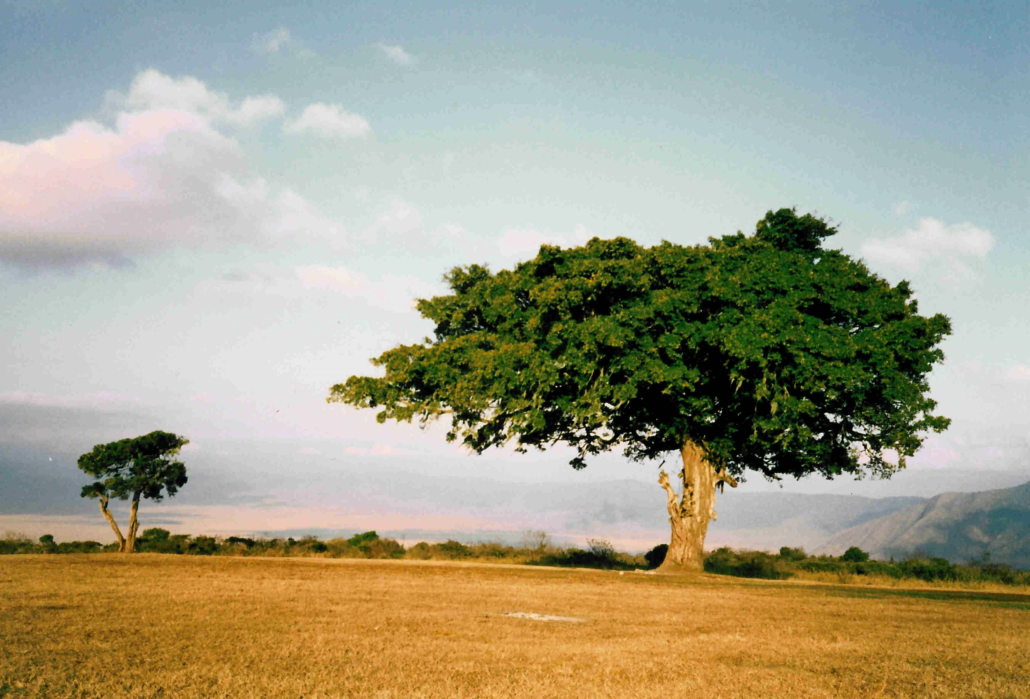 5-TZNgorongoroCampTree88 copy