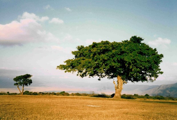 5-TZNgorongoroCampTree88 copy